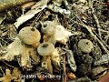 Geastrum berkeleyi-amf824-1
